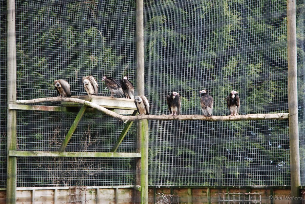 Hawk_Conservancy 016.jpg